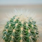 echinocactus-grusonii-var-albispinus-kaktus
