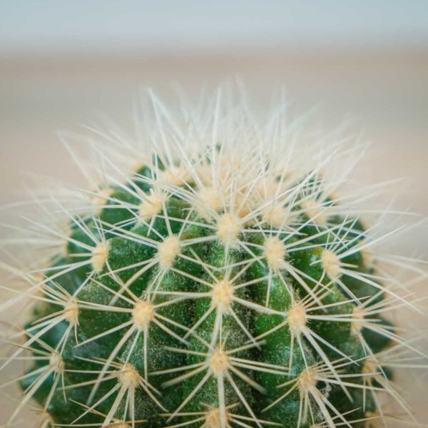 echinocactus-grusonii-var-albispinus-kaktus (2) echinocactus-grusonii-var-albispinus-kaktus