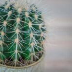 echinocactus-grusonii-var-albispinus-kaktus