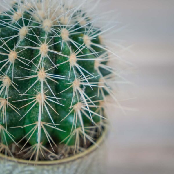 echinocactus-grusonii-var-albispinus-kaktus (3) echinocactus-grusonii-var-albispinus-kaktus
