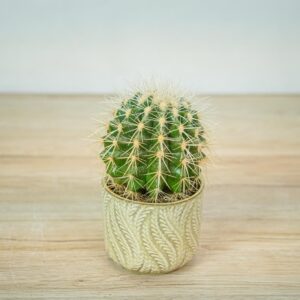 echinocactus-grusonii-var-albispinus-kaktus