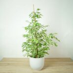 fikus-benjamin-twilight-ficus
