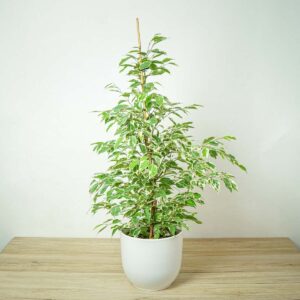 fikus-benjamin-twilight-ficus