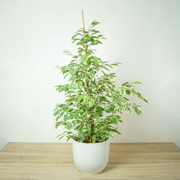 fikus-benjamin-twilight-ficus