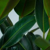 fikus-elastica-melany-ficus-drzewko