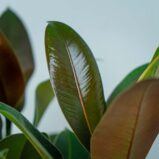 fikus-elastica-melany-ficus-drzewko