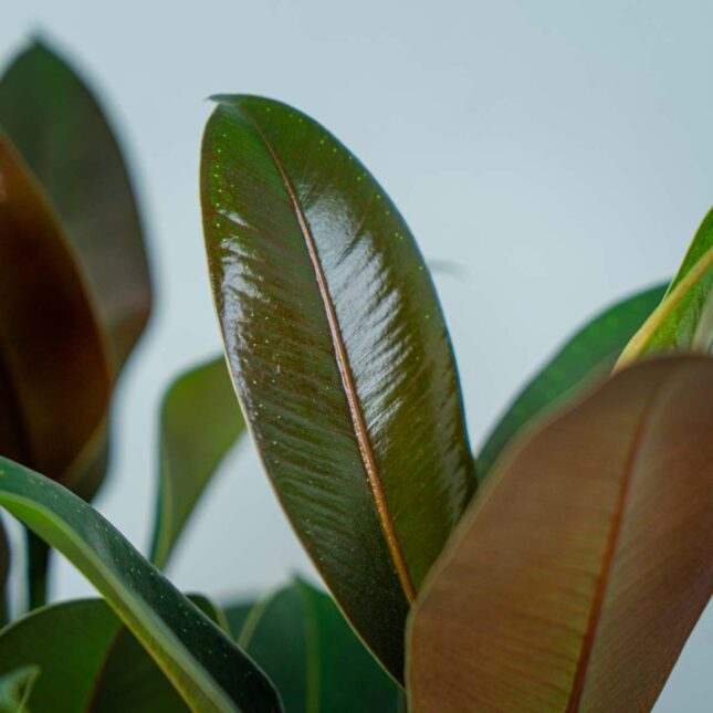 fikus-elastica-melany-ficus-drzewko (3) fikus-elastica-melany-ficus-drzewko