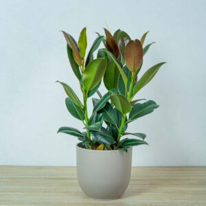 fikus-elastica-melany-ficus-drzewko