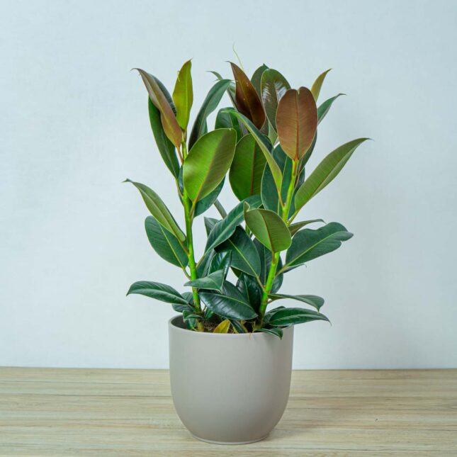 fikus-elastica-melany-ficus-drzewko fikus-elastica-melany-ficus-drzewko