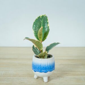 fikus-elastica-tineke-baby-ficus