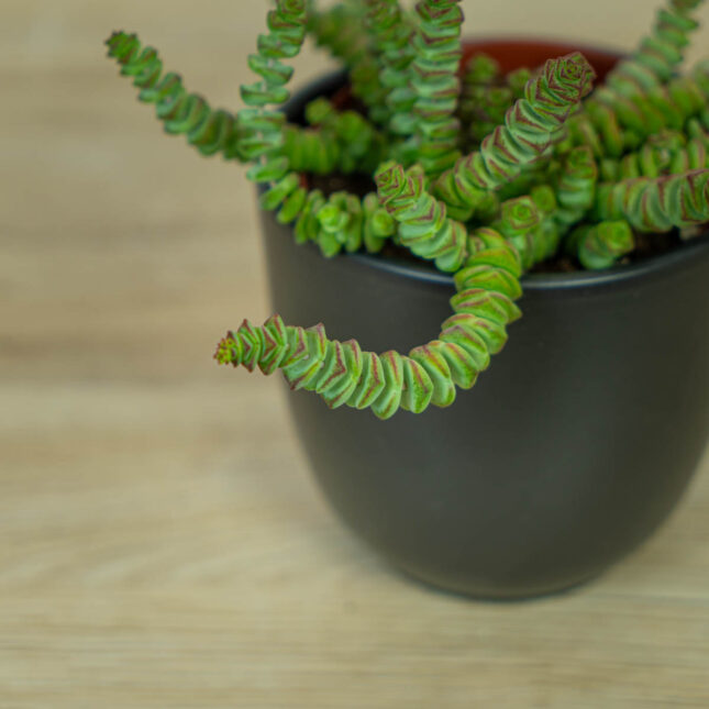 grubosz-hottentot-crassula-marnieriana (2) grubosz-hottentot-crassula-marnieriana