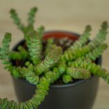 grubosz-hottentot-crassula-marnieriana