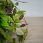 hoya-carnosa-gracilis-memoria-sadzonka