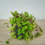 hoya-carnosa-gracilis-memoria-sadzonka