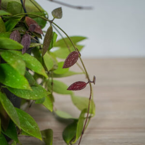 hoya-carnosa-gracilis-memoria-sadzonka