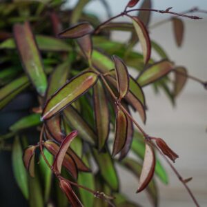 hoya-wayetii