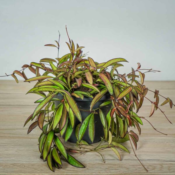 hoya-wayetii hoya-wayetii