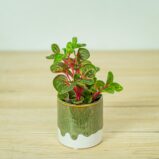 iresine-herbstii-baby