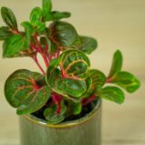 iresine-herbstii-baby