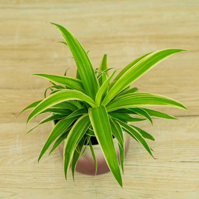 zielistka-ocean-chlorophytum-comosum zielistka-ocean-chlorophytum-comosum