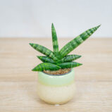 sansevieria-boncellensis-baby