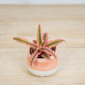 skrytokwiat-cryptanthus-bivittatus