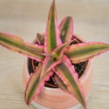 skrytokwiat-cryptanthus-bivittatus