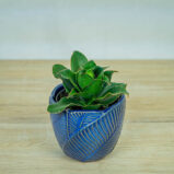 sansevieria-star-rose