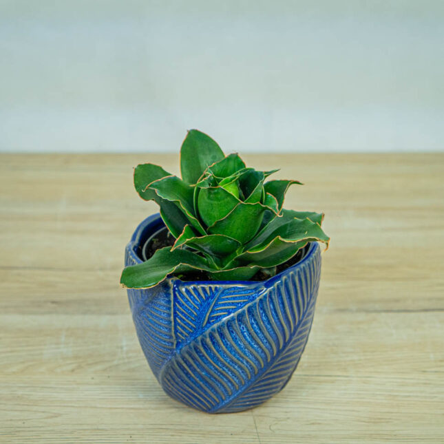 sansevieria-star-rose sansevieria-star-rose