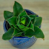 sansevieria-star-rose