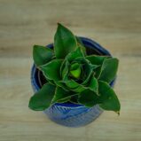 sansevieria-star-rose