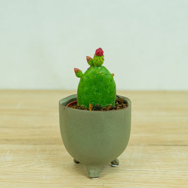 opuncja-figowa-opuntia-ficus-indica opuncja-figowa-opuntia-ficus-indica