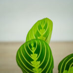 maranta-lemon-lime