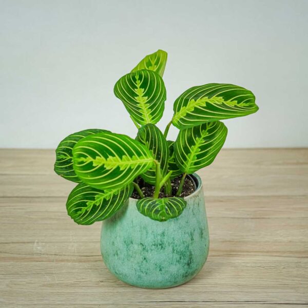 maranta-lemon-lime maranta-lemon-lime