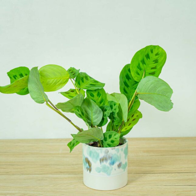 maranta-leuconeura-kerchoveana maranta-leuconeura-kerchoveana