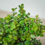 mirt-afrykanski-myrsine-africana