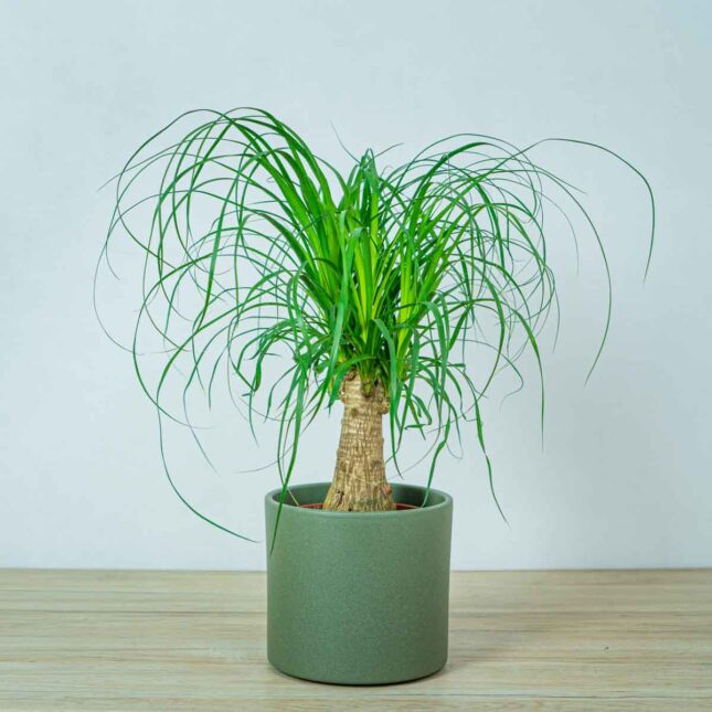 nolina-drzewko-beaucarnea-recurvata nolina-drzewko-beaucarnea-recurvata