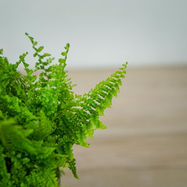 paproc-vitale-nephrolepis-exaltata (2) paproc-vitale-nephrolepis-exaltata