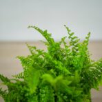 paproc-vitale-nephrolepis-exaltata