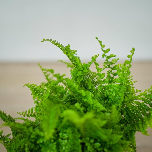 paproc-vitale-nephrolepis-exaltata (3) paproc-vitale-nephrolepis-exaltata
