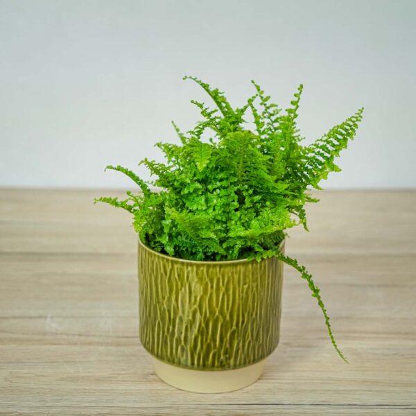 paproc-vitale-nephrolepis-exaltata paproc-vitale-nephrolepis-exaltata