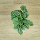 peperomia-napoli-nights-baby