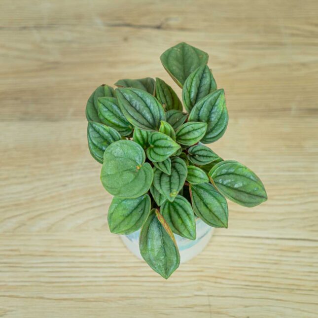 peperomia-napoli-nights-baby (2) peperomia-napoli-nights-baby