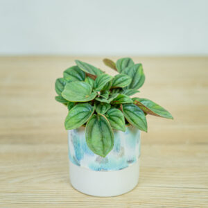 peperomia-napoli-nights-baby
