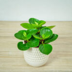 peperomia-obtusifolia-red-canyon