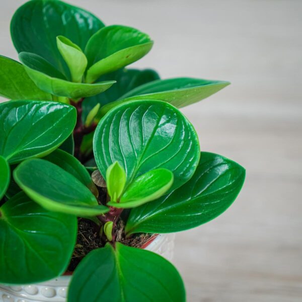 peperomia-obtusifolia-red-canyon (3) peperomia-obtusifolia-red-canyon