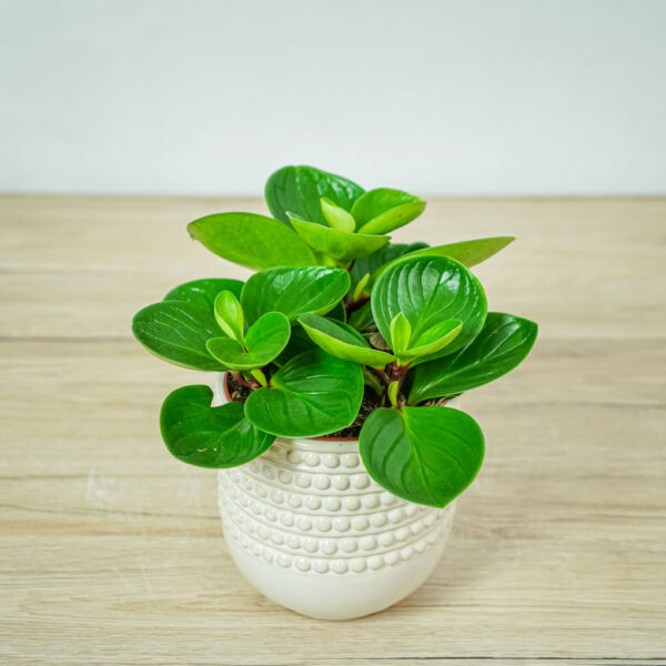 peperomia-obtusifolia-red-canyon