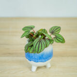 peperomia-piccolo-banda-albovittata-baby