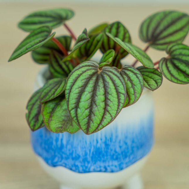 peperomia-piccolo-banda-albovittata-baby (2) peperomia-piccolo-banda-albovittata-baby