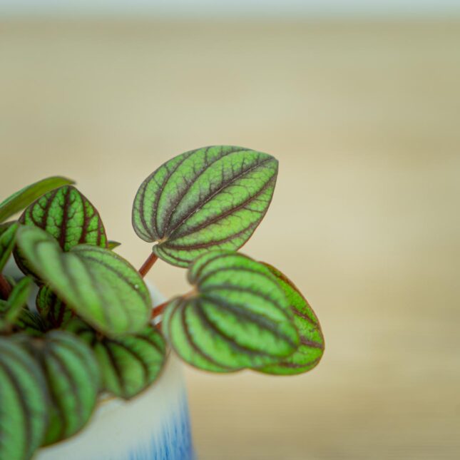 peperomia-piccolo-banda-albovittata-baby (3) peperomia-piccolo-banda-albovittata-baby